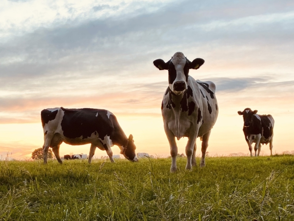 Solutions de distribution d'aliments pour vaches laitières