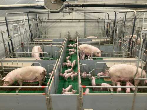 Farrow to Wean ou de la mise bas au sevrage sur le même espace