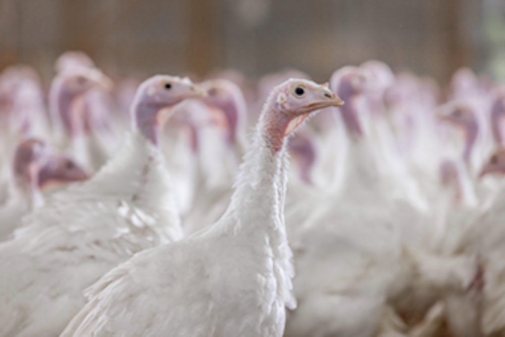 Turkeys