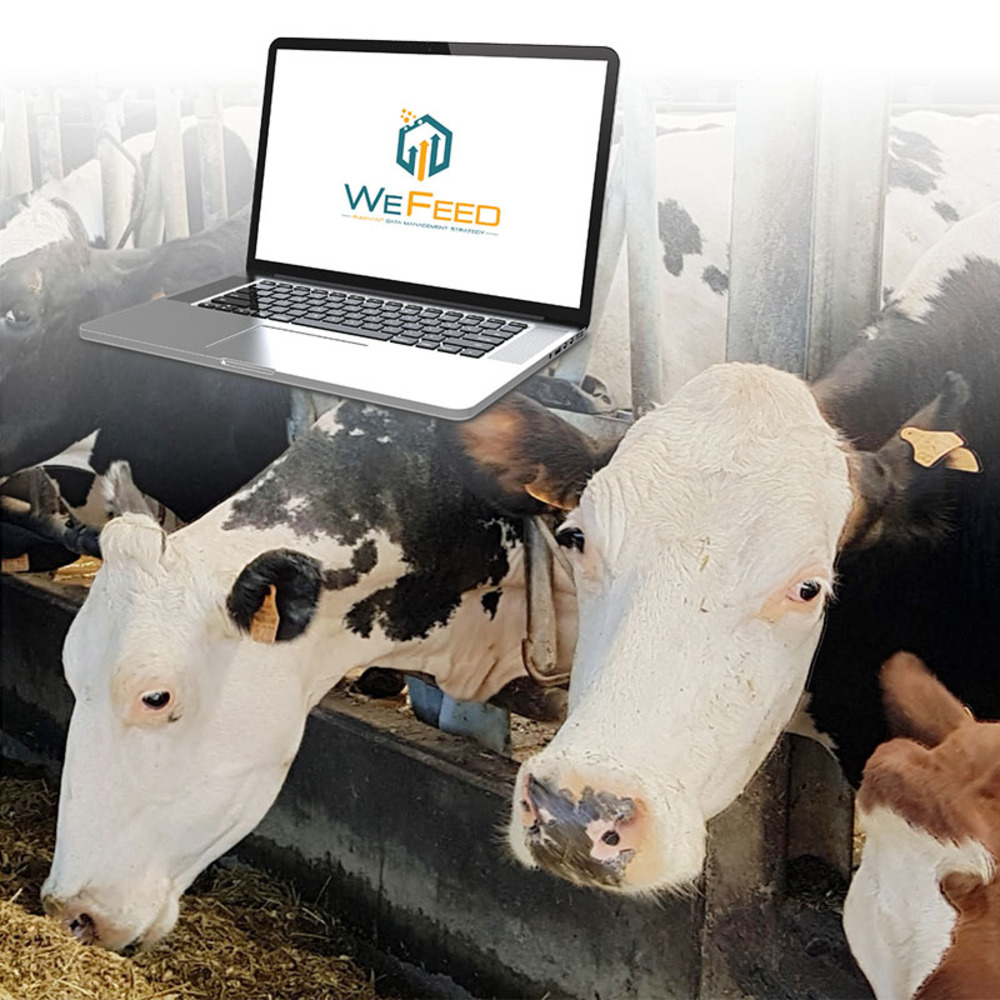 WEFEED RUMIANTES