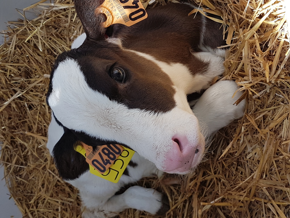 HYSANOL CALF