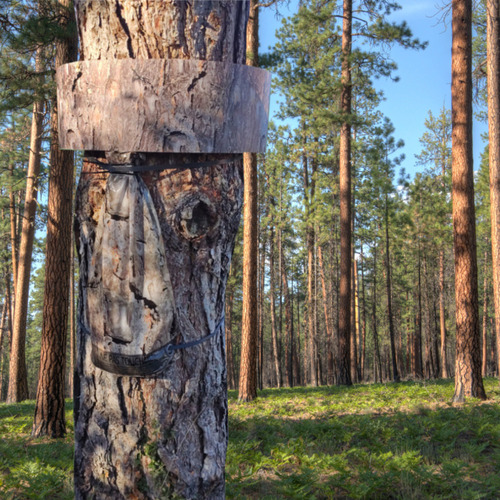 PineProtect – Le piège à chenilles processionnaires du pin, exclusivité Buzzbusters