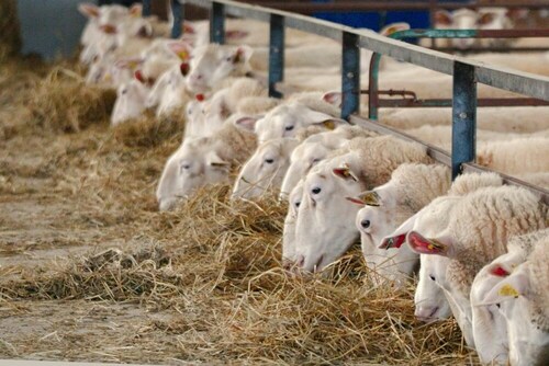 NUTRITION ANIMALE