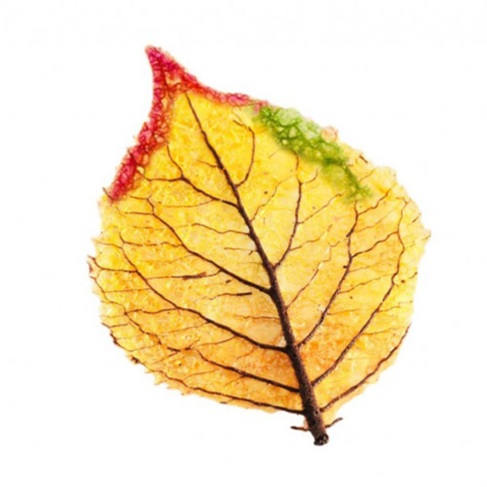 Feuille d'automne plate